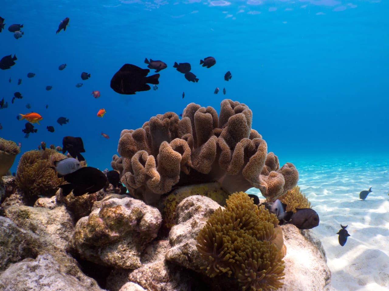10 Most Beautiful Coral Reefs In The World, Beautiful Coral Reef Around  The World